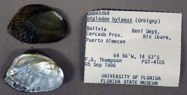 specimen