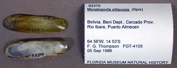 specimen