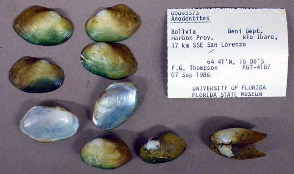 specimen