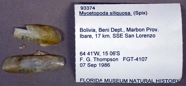 specimen