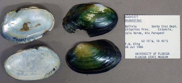 specimen