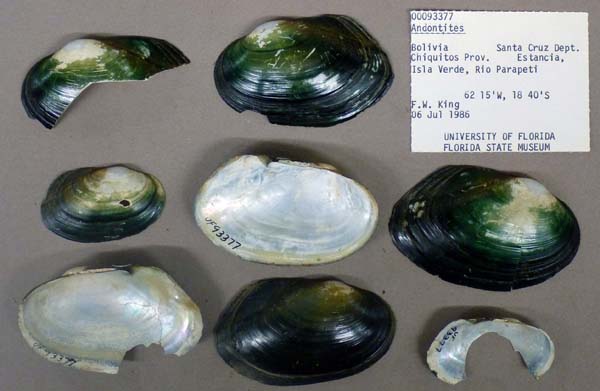 specimen