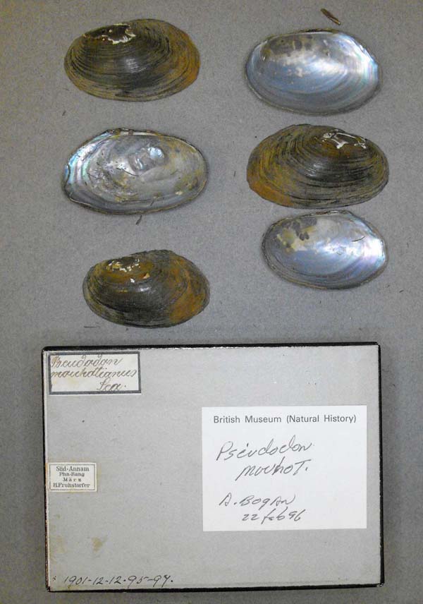 specimen