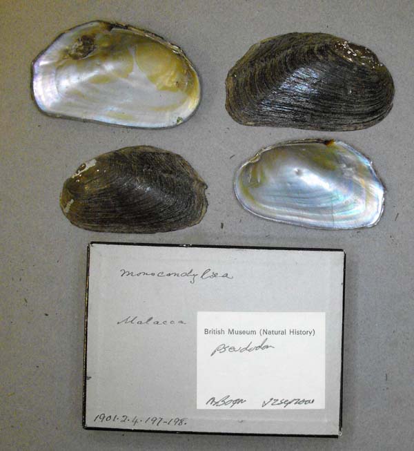 specimen