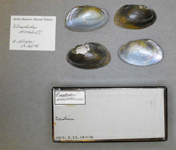 specimen