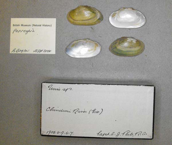 specimen