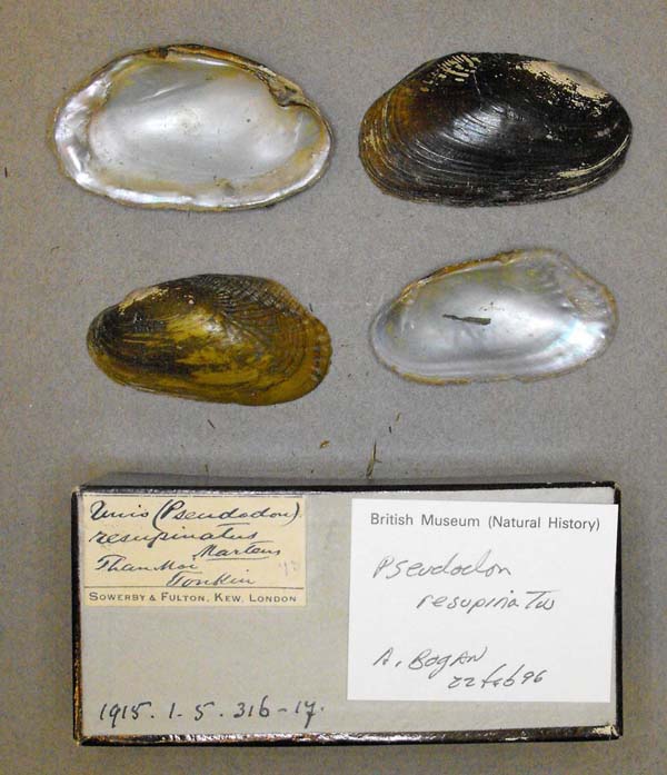 specimen