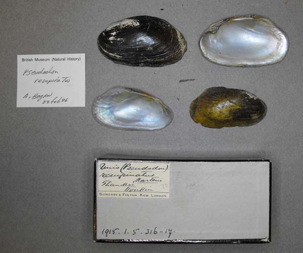 specimen
