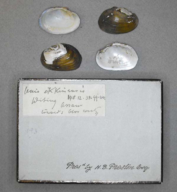 specimen
