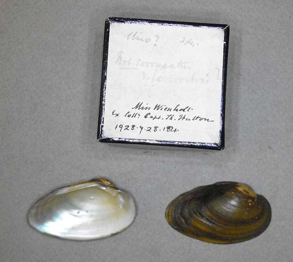 specimen