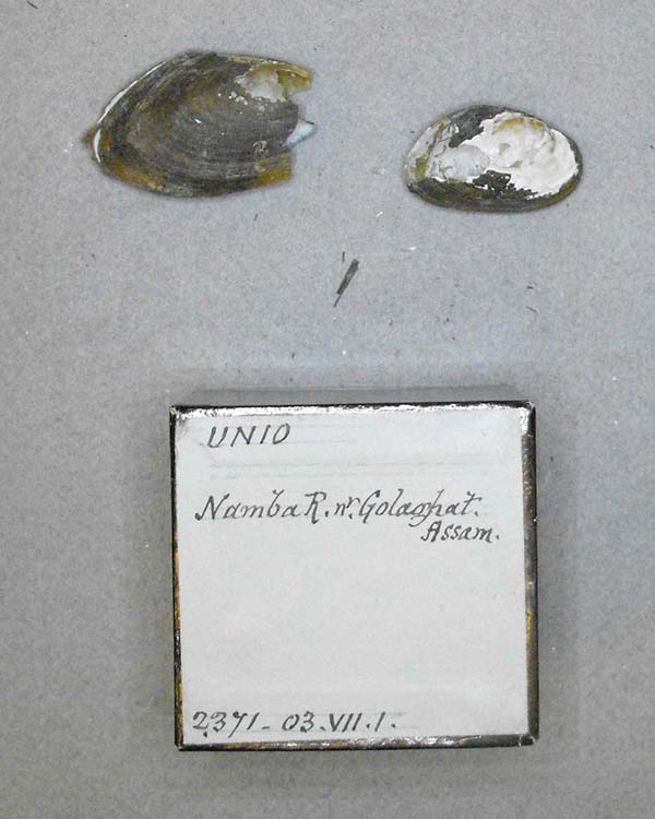 specimen
