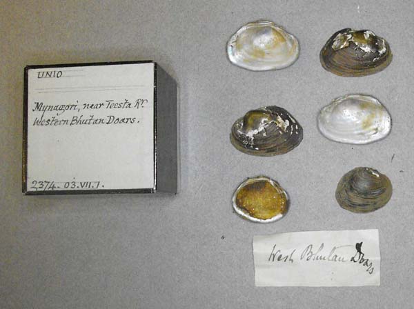 specimen