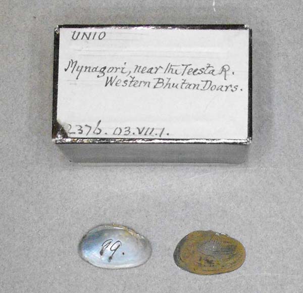 specimen