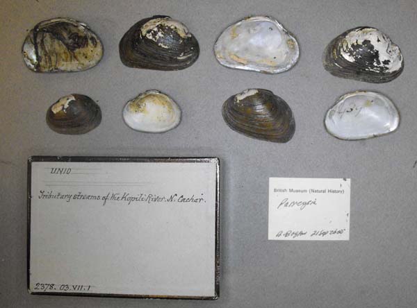 specimen