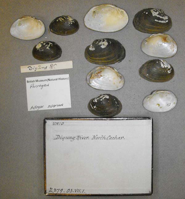 specimen