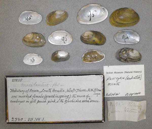 specimen