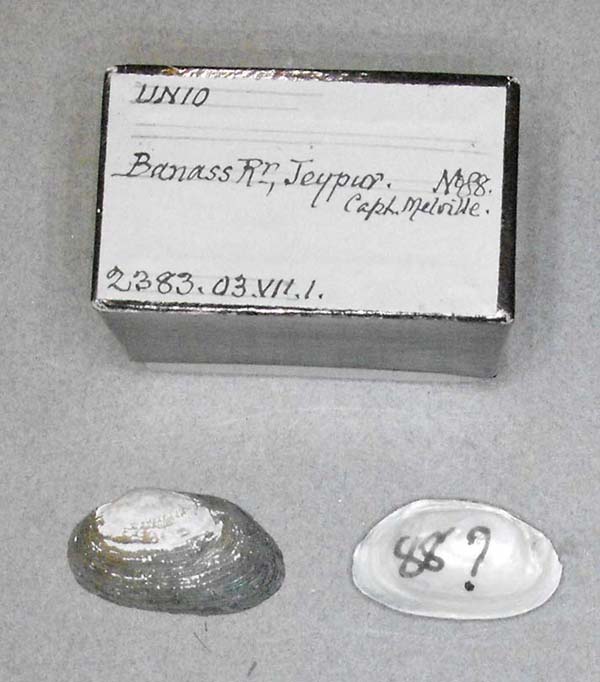 specimen