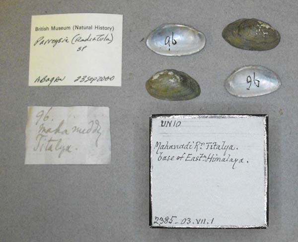 specimen