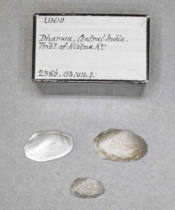 specimen