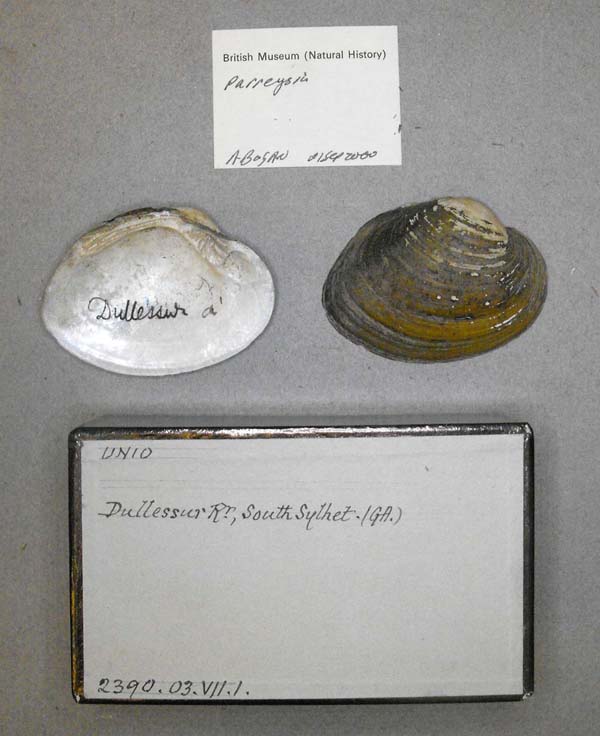 specimen