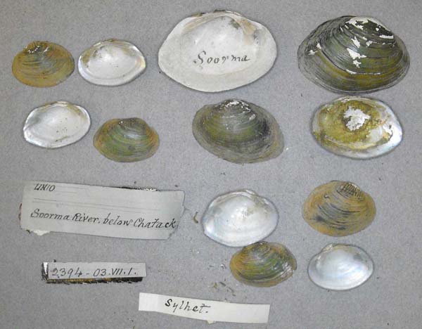 specimen