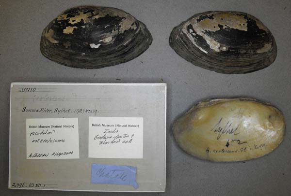 specimen