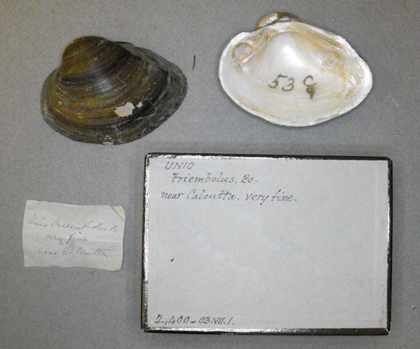 specimen