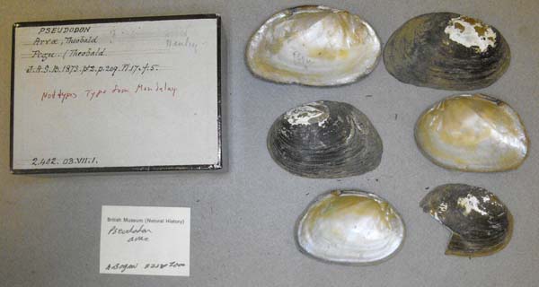 specimen