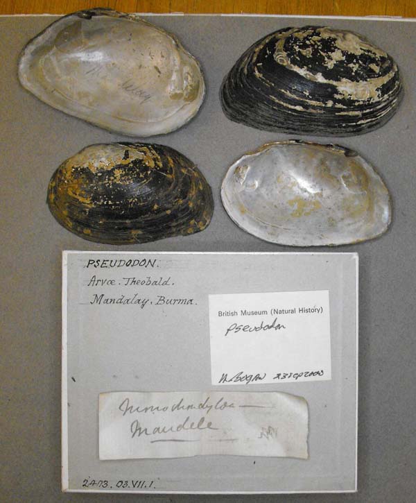specimen