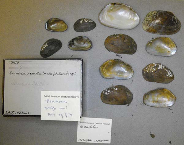 specimen