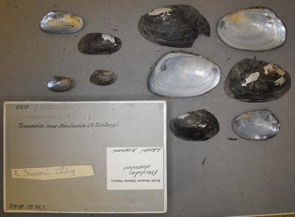 specimen