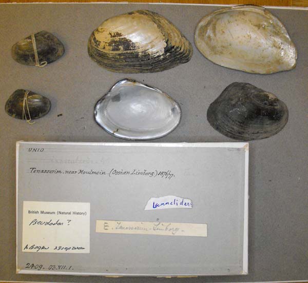 specimen