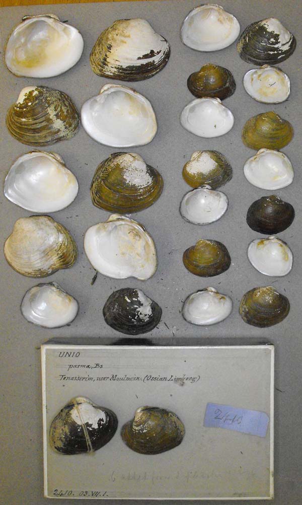 specimen