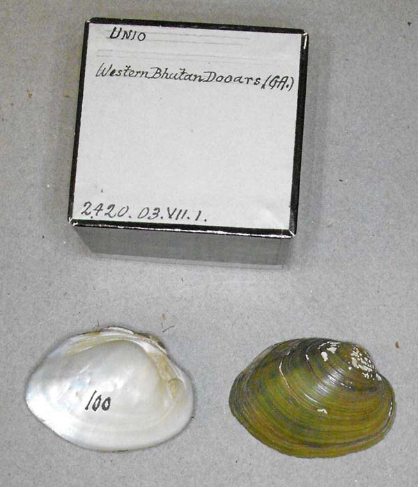 specimen