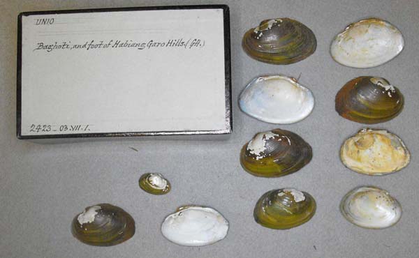 specimen
