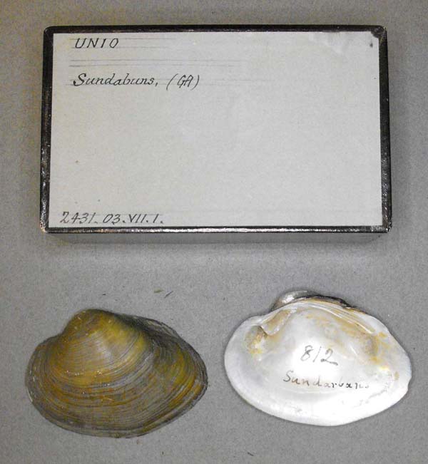 specimen
