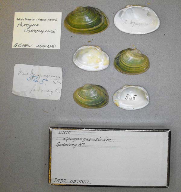 specimen