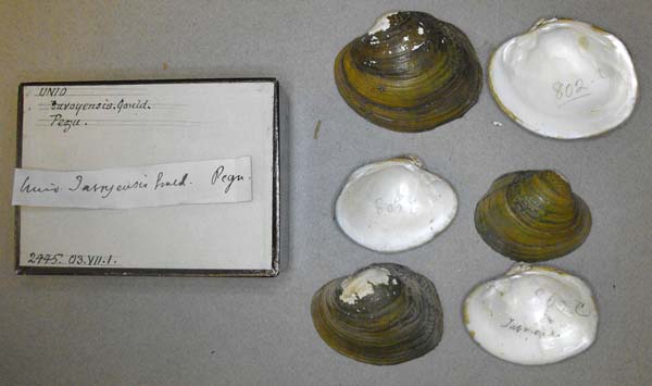 specimen