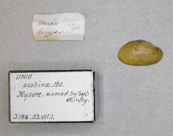 specimen