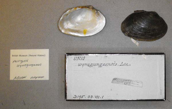 specimen
