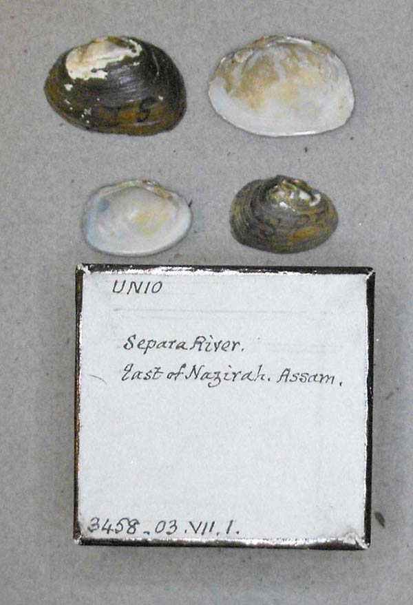 specimen