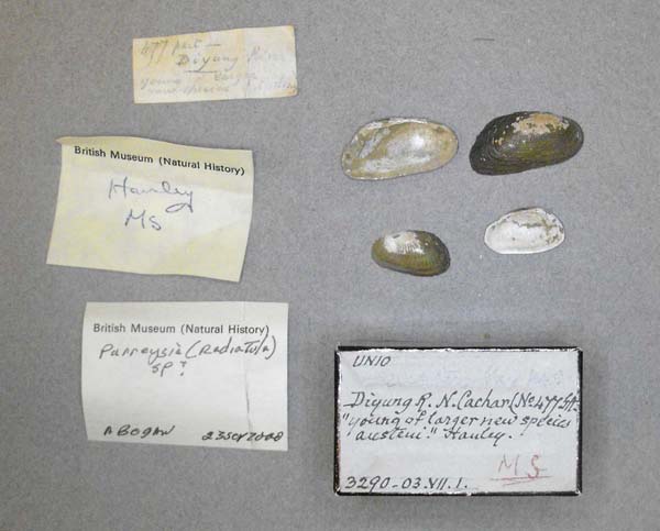 specimen