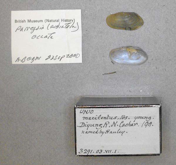 specimen