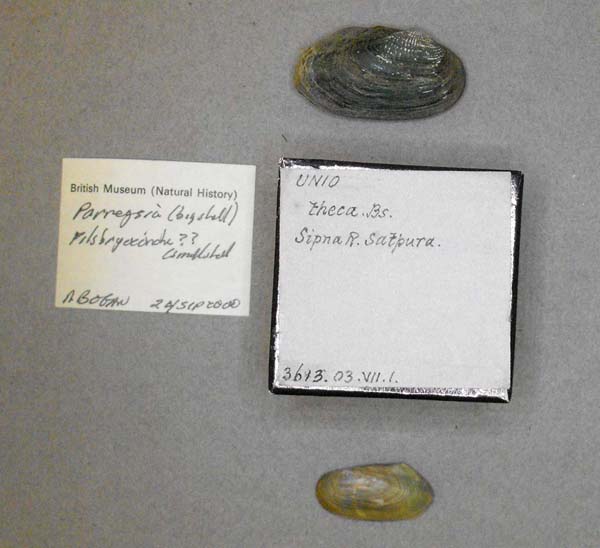 specimen