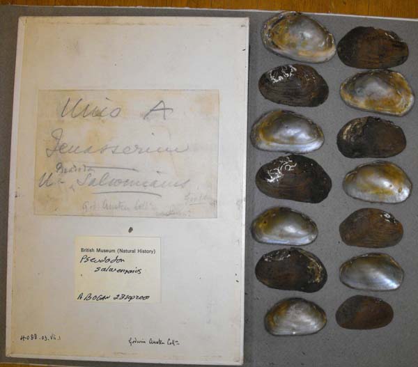 specimen