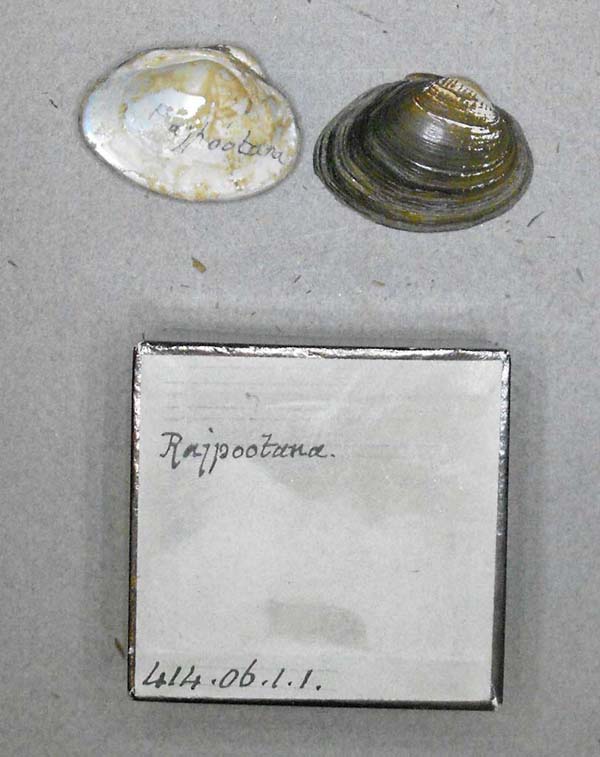 specimen