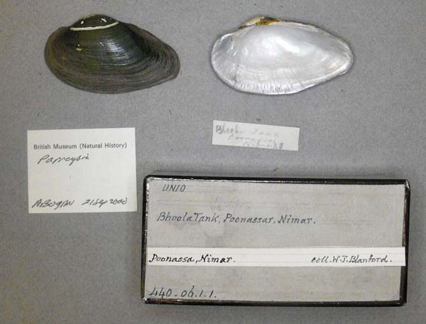 specimen
