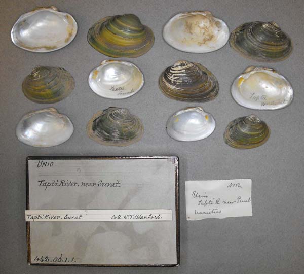 specimen