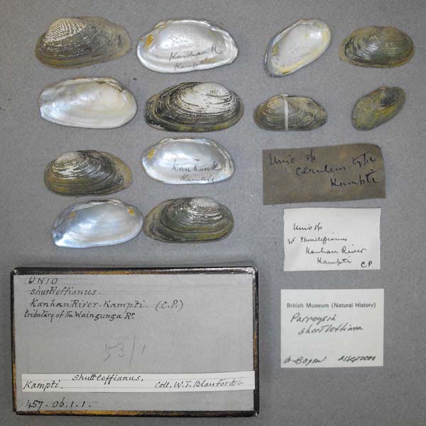 specimen