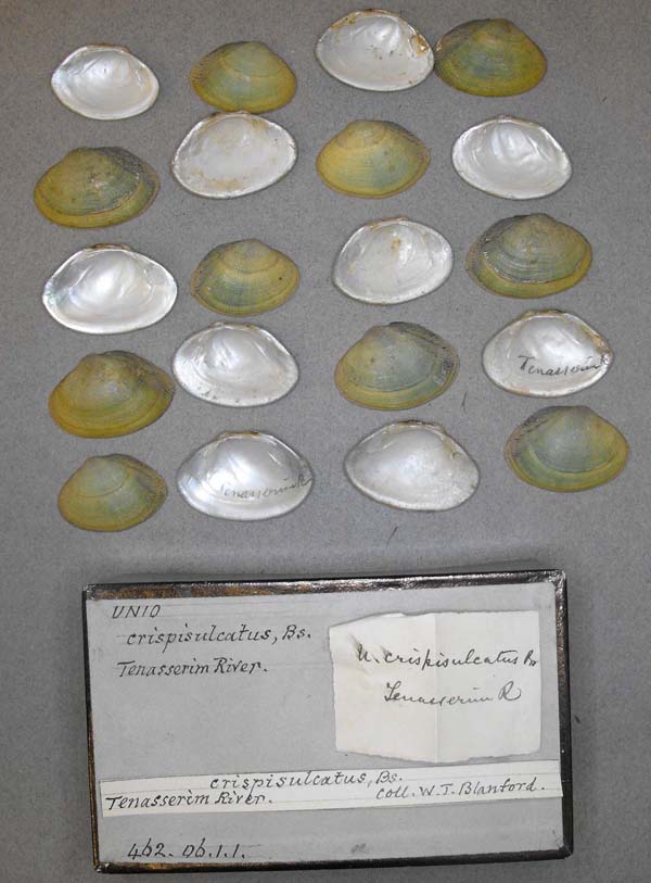 specimen